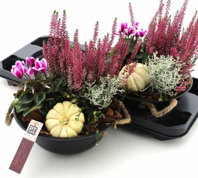<h4>ARR TUINPLANTEN</h4>