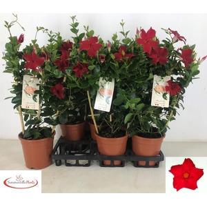 MANDE SUN RED P17