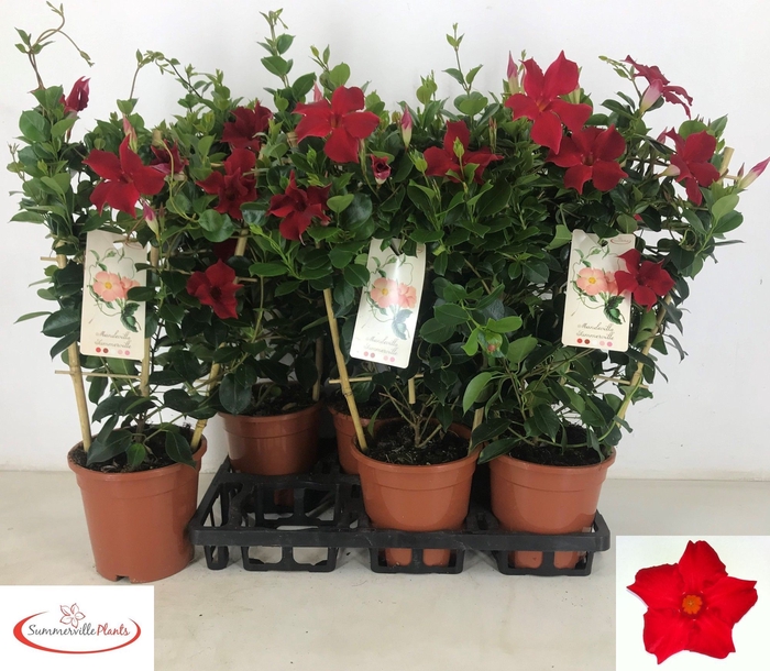 <h4>MANDE SUN RED P17</h4>