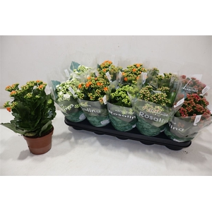 arr8 Kal Ge Ro Gem 5 Kl