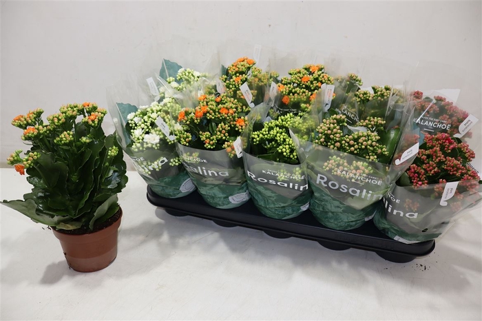 <h4>arr8 Kal Ge Ro Gem 5 Kl</h4>