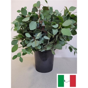 EUC POPULUS PER STEEL-IT-