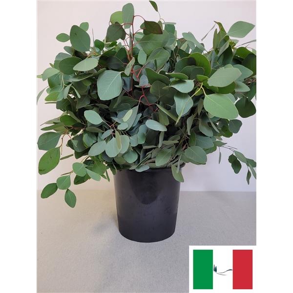 <h4>EUC POPULUS PER STEEL-IT-</h4>