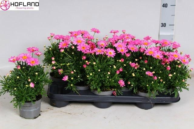 <h4>ARG LA RITA SAL PINK</h4>