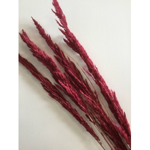 DRIED FLOWERS - ERYANTHUS BORDEAUX 5PCS