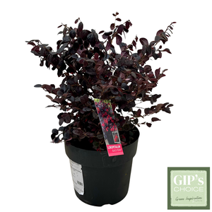 Loropetalum chin. 'Black Pearl' Bush P24