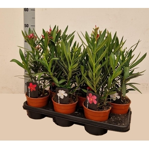 NERI OLEANDER