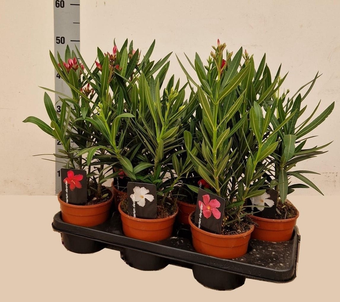 <h4>NERI OLEANDER</h4>