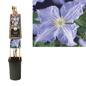 Clematis 'Blue Angel' 3.0 label