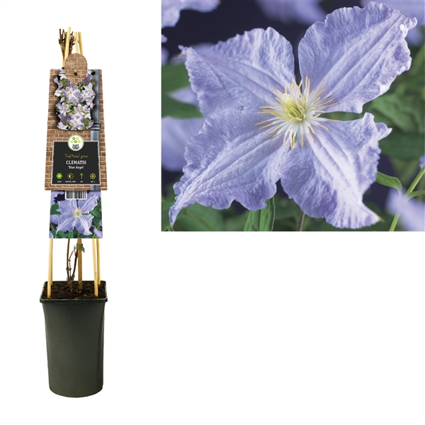 <h4>Clematis 'Blue Angel' 3.0 label</h4>
