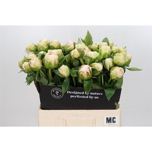 PAEONIA MOTHERS CHOICE*