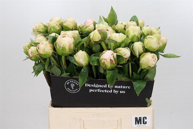 PAEONIA MOTHERS CHOICE*