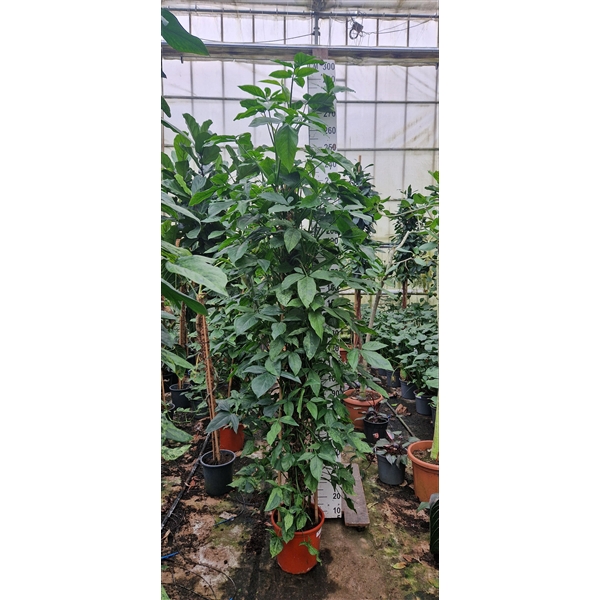 <h4>Syngonium Mottled Mojito mosstok XXL</h4>