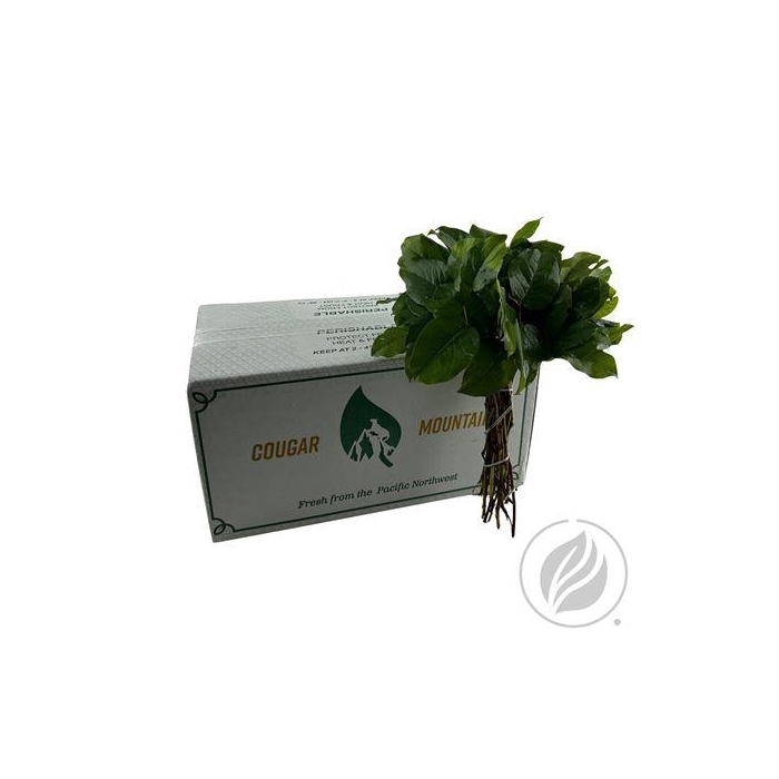 <h4>SALAL MINI COUGAR</h4>