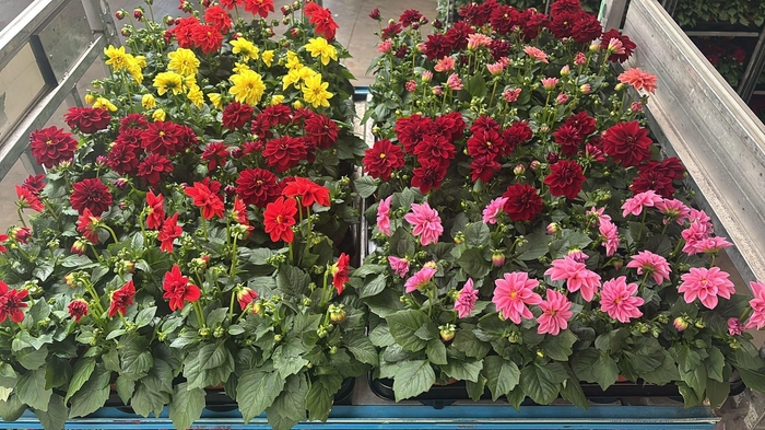 <h4>DAHLIA MIXK 5 KL</h4>