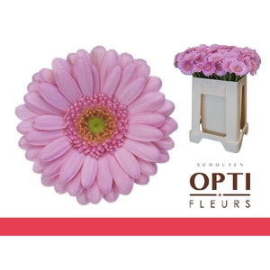 Germini Kimsey Water