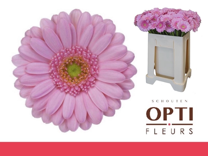 <h4>Germini Kimsey Water</h4>