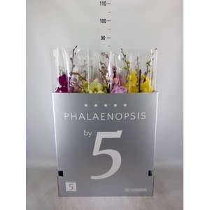 Phalaenopsis   ...mix  8
