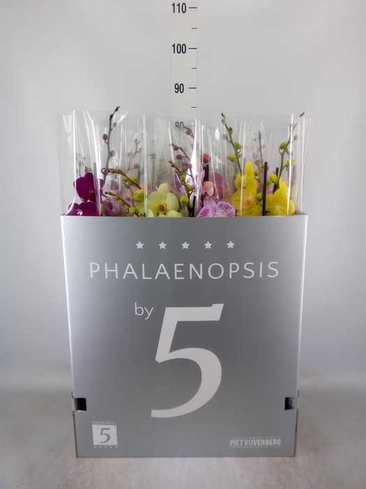 <h4>Phalaenopsis   ...mix  8</h4>