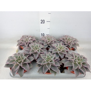 Echeveria   ...