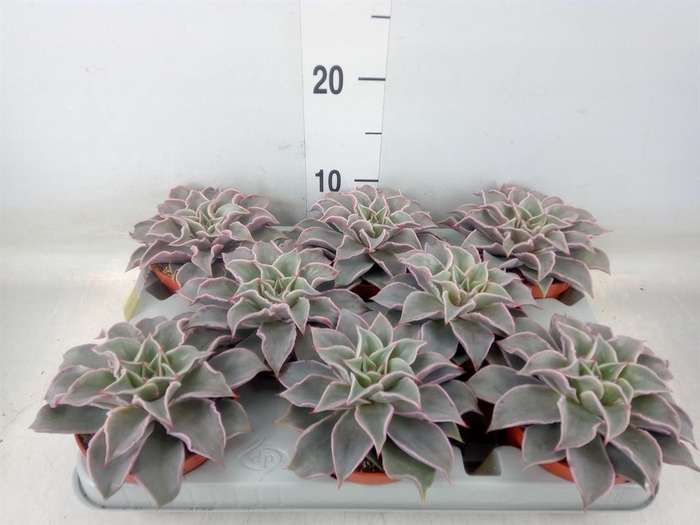 <h4>Echeveria   ...</h4>