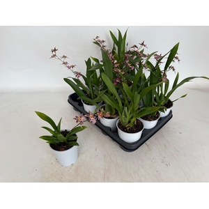 ORCHIDEEEN OVERIG