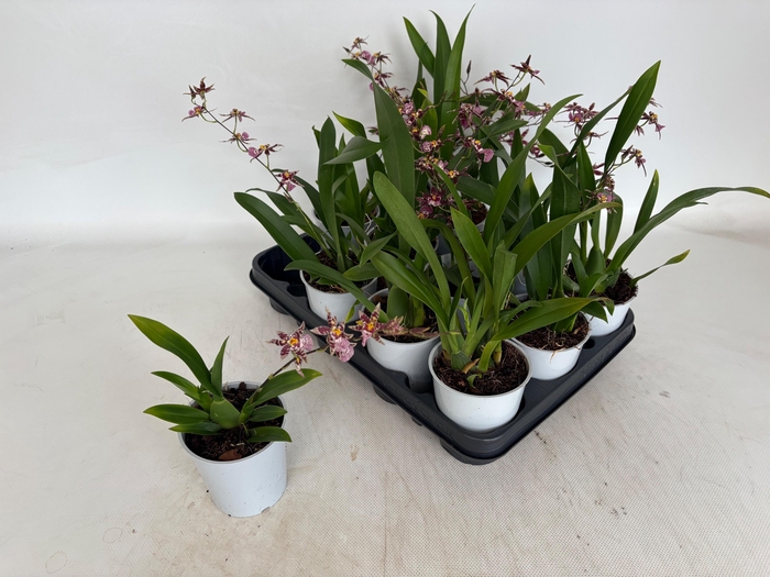 <h4>ORCHIDEEEN OVERIG</h4>