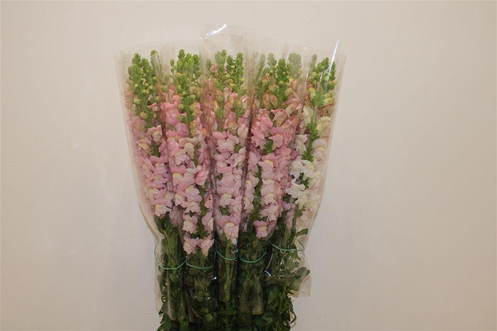 <h4>Antir Overig Pink</h4>