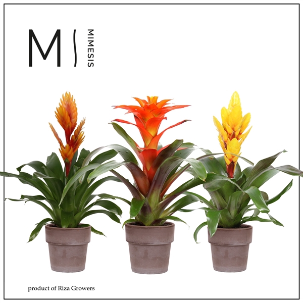 <h4>Mimesis Bromelia Nature - 12 cm in Toscana</h4>