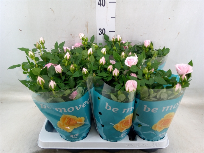 <h4>Rosa  'Baby Jewel'</h4>