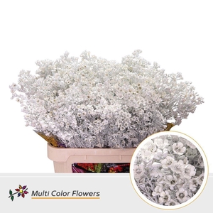 Chamelaucium Colored Wax White