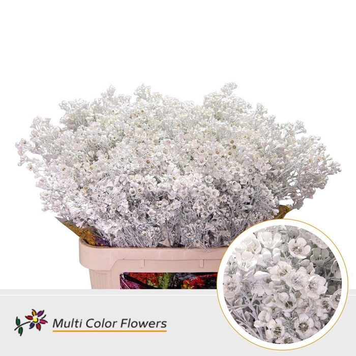 <h4>Chamelaucium Colored Wax White</h4>