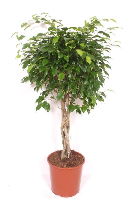 <h4>Ficus Exotica</h4>