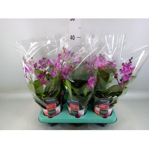 Phalaenopsis   ...lilac