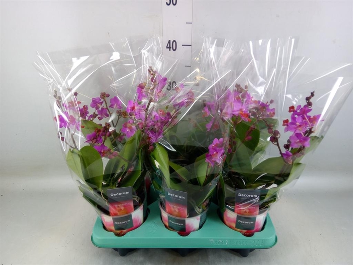 <h4>Phalaenopsis   ...lilac</h4>