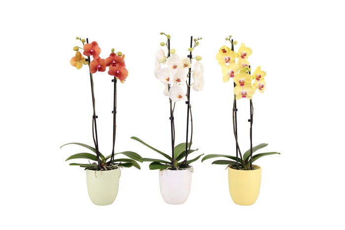 <h4>Hugo Breeze Mix Phal Mix 2T14+</h4>