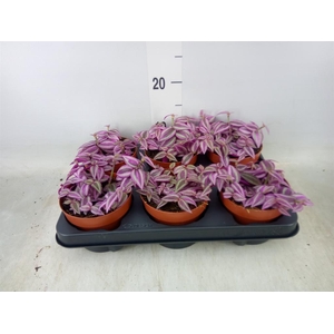 Tradescantia zebr. 'Pink Paradise'