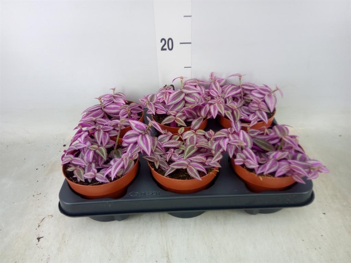 <h4>Tradescantia zebr. 'Pink Paradise'</h4>