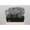 Oxypetalum Tweedia Blue