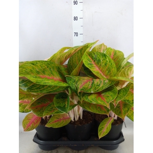 Aglaonema   ...