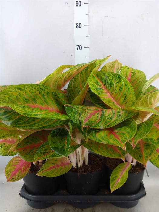 <h4>Aglaonema   ...</h4>