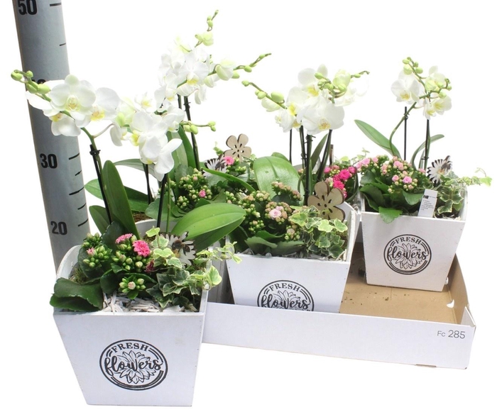 <h4>ARR PHALA MT 14+</h4>