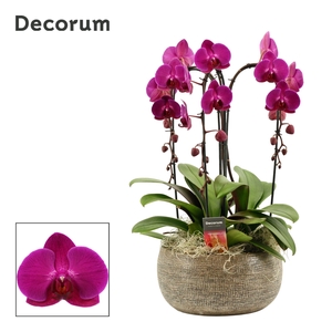 Bianca cascade 3 tak symphony purple (Deco-collection)