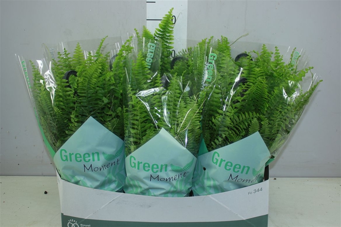 <h4>Nephrolepis Green Moment Hangpot</h4>