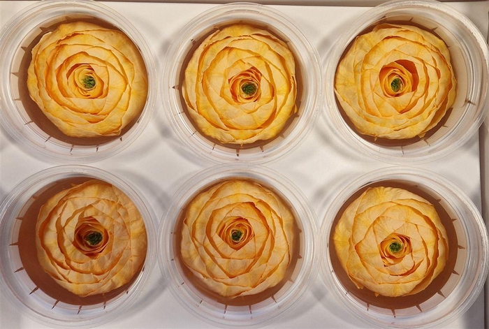 <h4>Ran Pres Peach</h4>