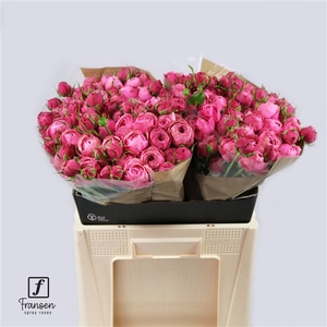 R TR Silva Pink 60cm