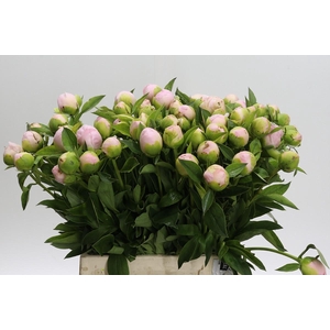 Paeonia Princess Bride