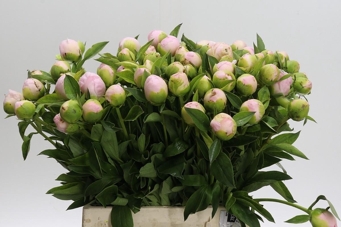 Paeonia Princess Bride