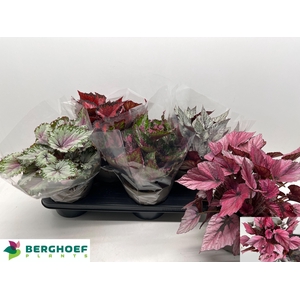 BEG BEL GEM