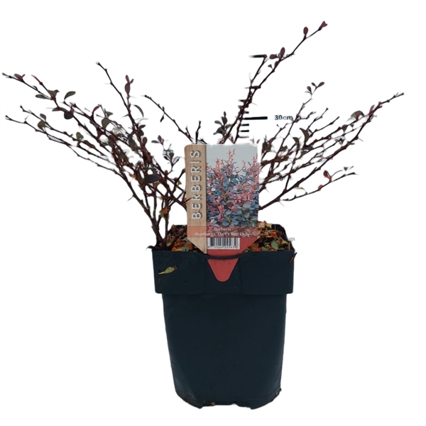 <h4>Berberis thunbergii 'Dart's Red Lady' P17</h4>